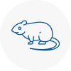 Rat Control Acton